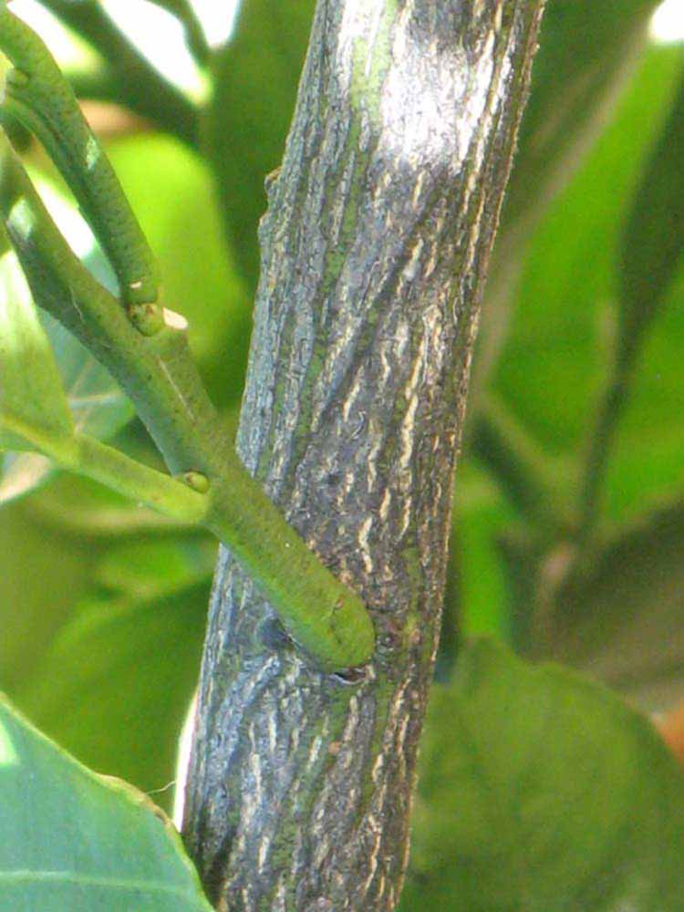              Second - third year twig (Riverside, CA)       